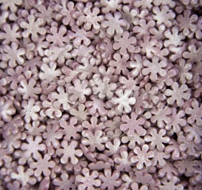 снежинка сиреневая